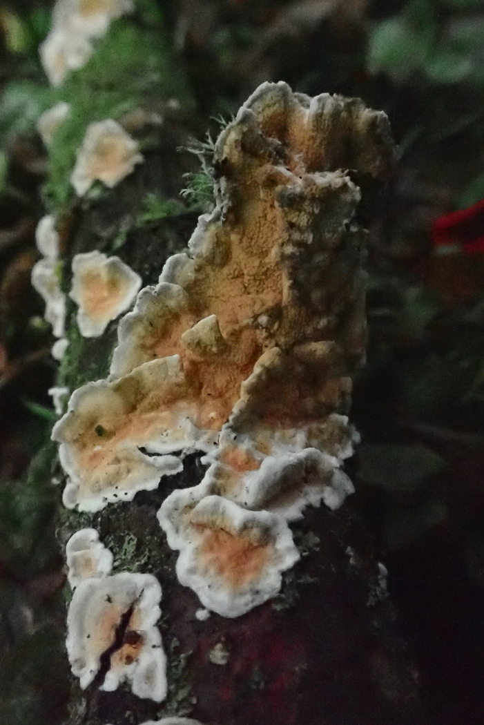 Photo by Penny Cullington Cylindrobasidium laeve by Penny Cullington